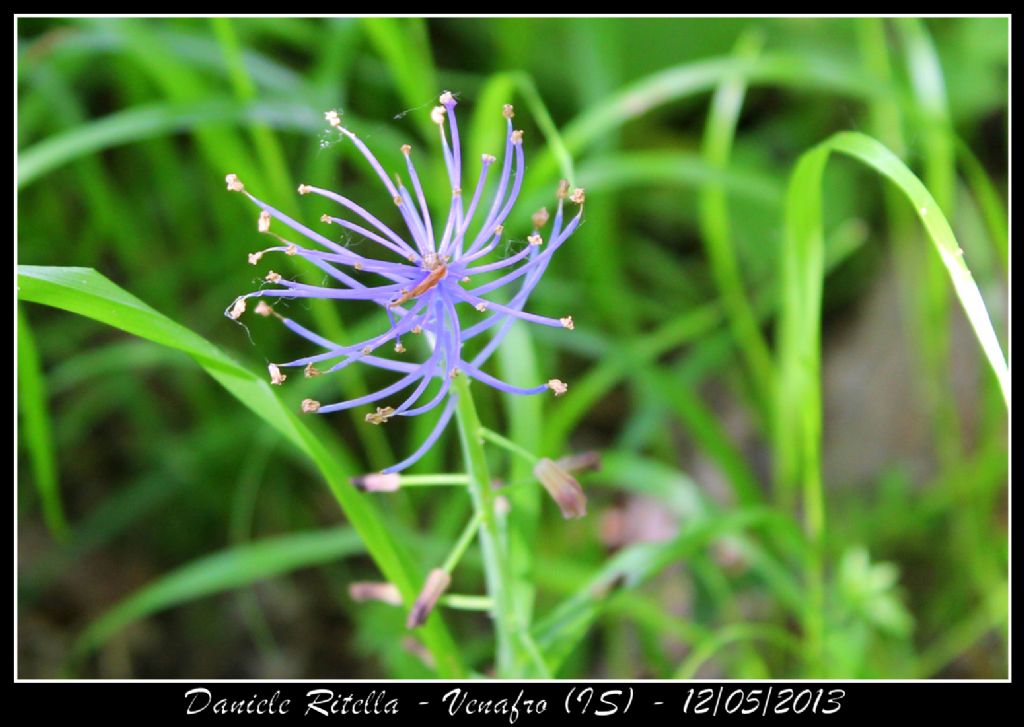 Venafro (IS) - Muscari comusum